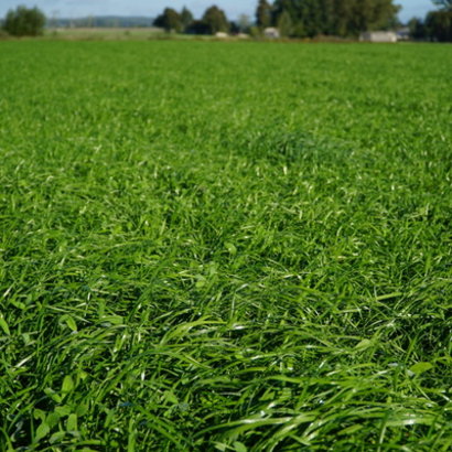 BG13 5 tygodni po siewie (2).jpg